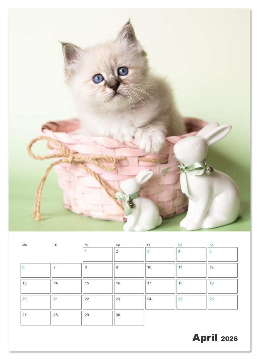 Heilige Birma Kitten Kalender mit Planer (Wandkalender 2026 DIN A2 hoch), CALVENDO Monatskalender: Niedliche Fotografien verspielter Katzenkinder. (CALVENDO Tiere)