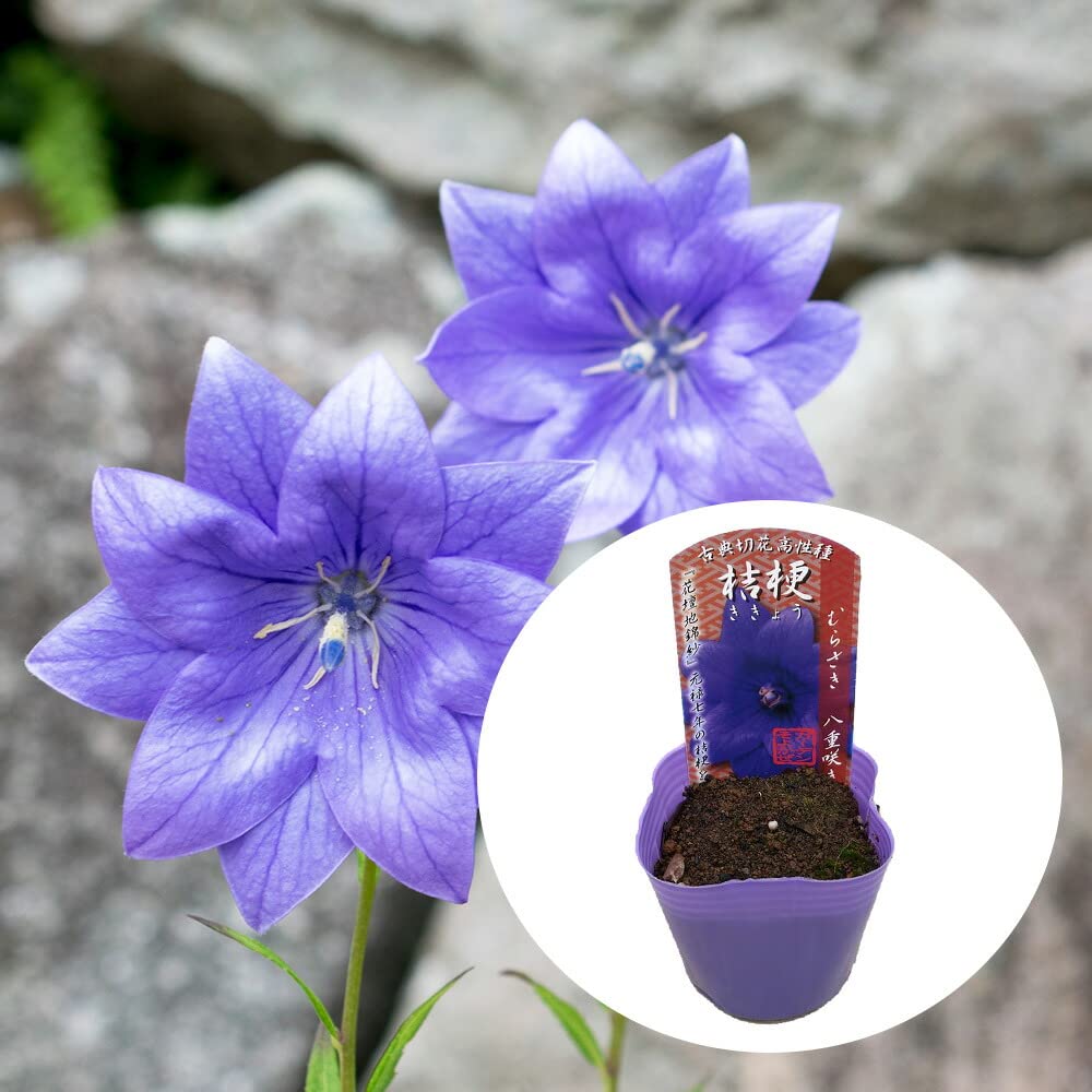 Amazon.co.jp: [End of Flower] Bellflower, Bellflower, Purple