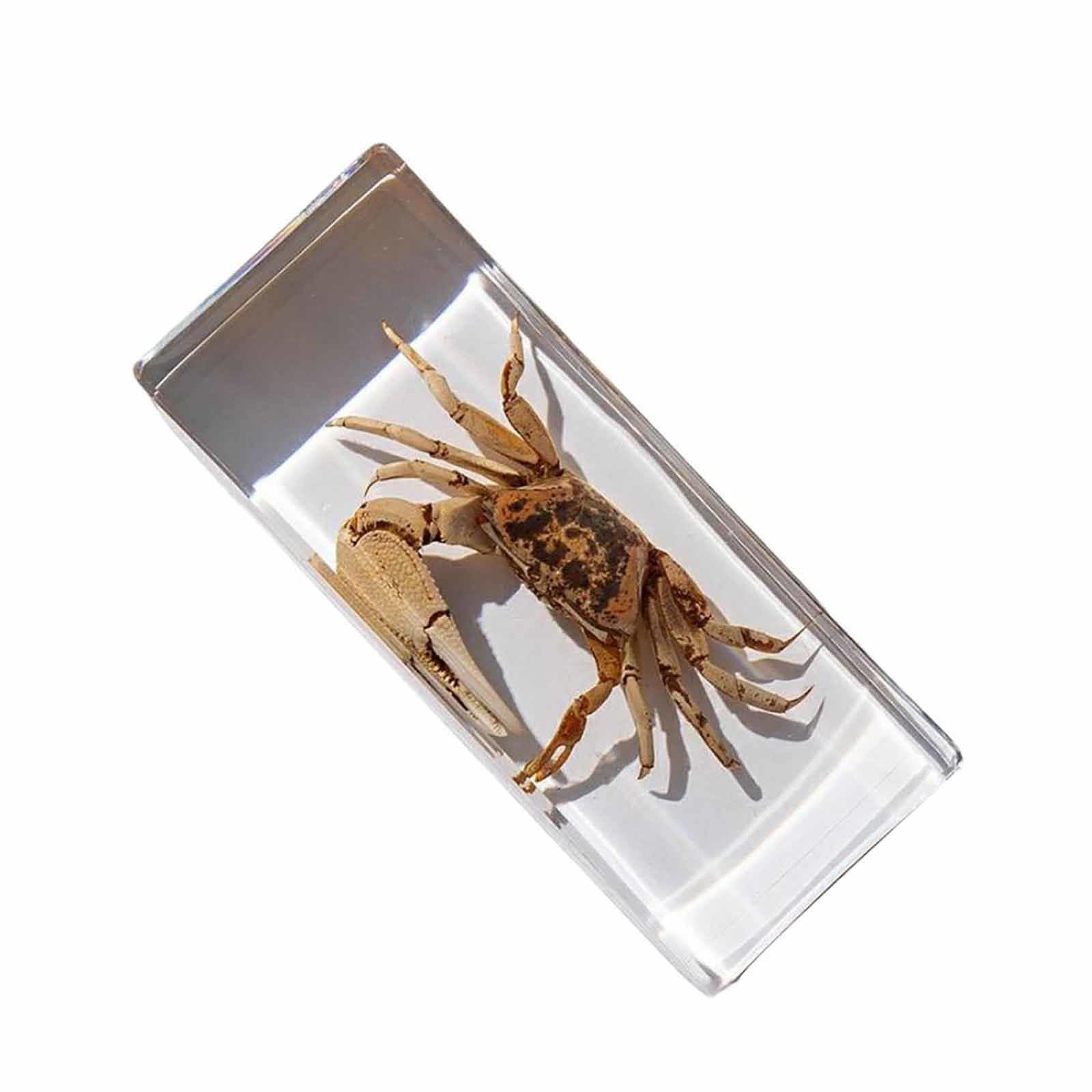 Spécimen Réel De Crabe Marin En Résine - Presse-papier éducatif Et Décoratif - Idéal Pour La Taxidermie Et L'enseignement - 6
