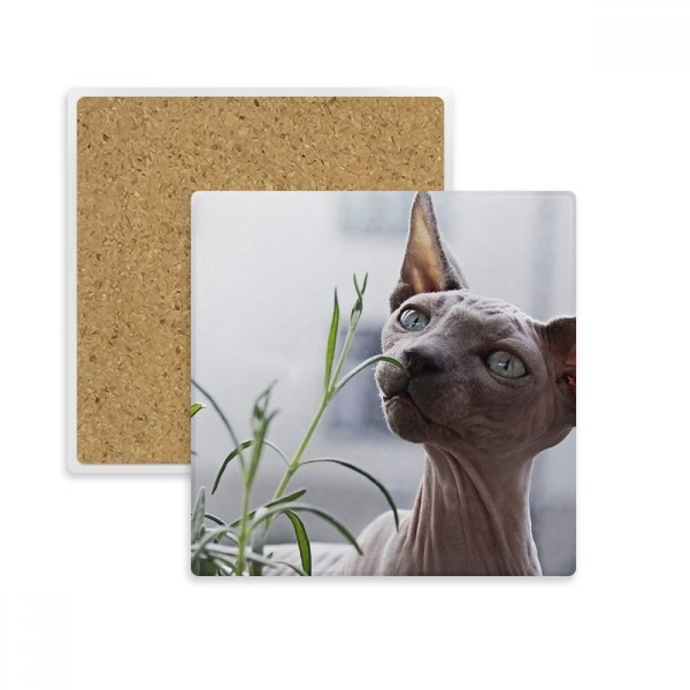 Dessous de verre chat gris anti tache pour protéger vos meubles des boissons