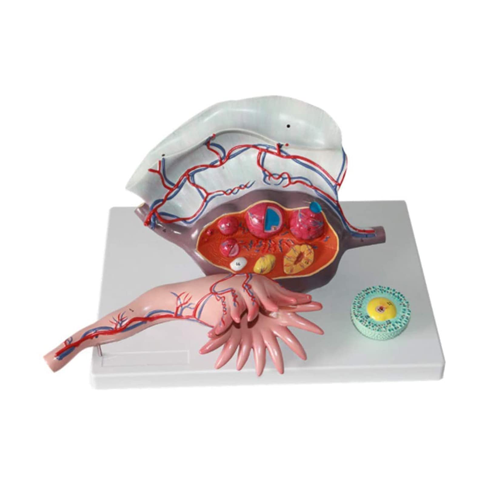 Modello Didattico, Modello Anatomico Ovarico In Plastica, Modello Di Utero, Modello Anatomico Dell'Apparato Riproduttivo Femminile Per Supporto Didattico In Ginecologia, Kit Scientifici, Materiale Di
