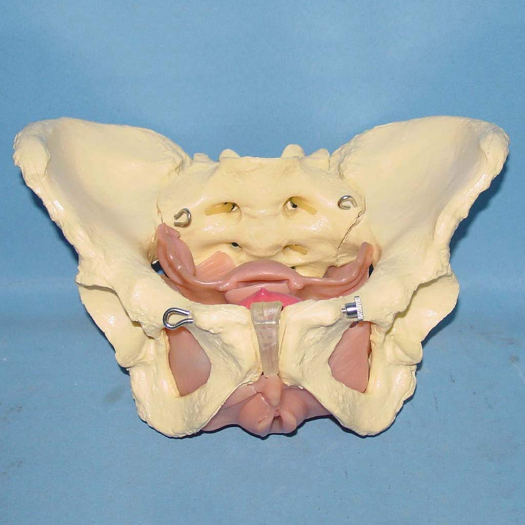 Model Żeńskich Narządów Miednicy I Powięź Anatomiczny Model Żeńskiej Miednicy - Prawdziwy Modyfik Miednicy I Modelu Anatomii Macicy Macicy