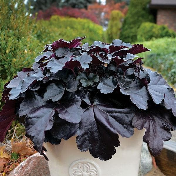 Mphmi Plant NCR Live Coral Bells, Heuchera - Plant (B0CGP4DSCT) Amazon Price History, Amazon Price Tracker