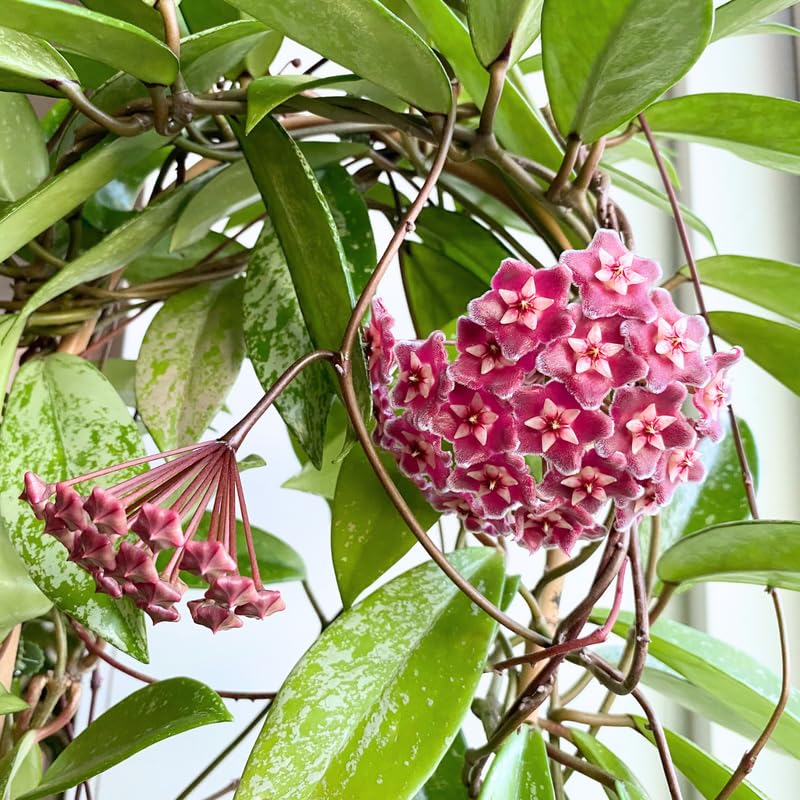 Hoya Plant Live Houseplants, Hoya Pink Flower Sliver Leaf Plant 5 Inc Tall Bareroot for Planting Indoor Outdoor