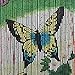 Produktbild Bambusvorhang "Butterfly"