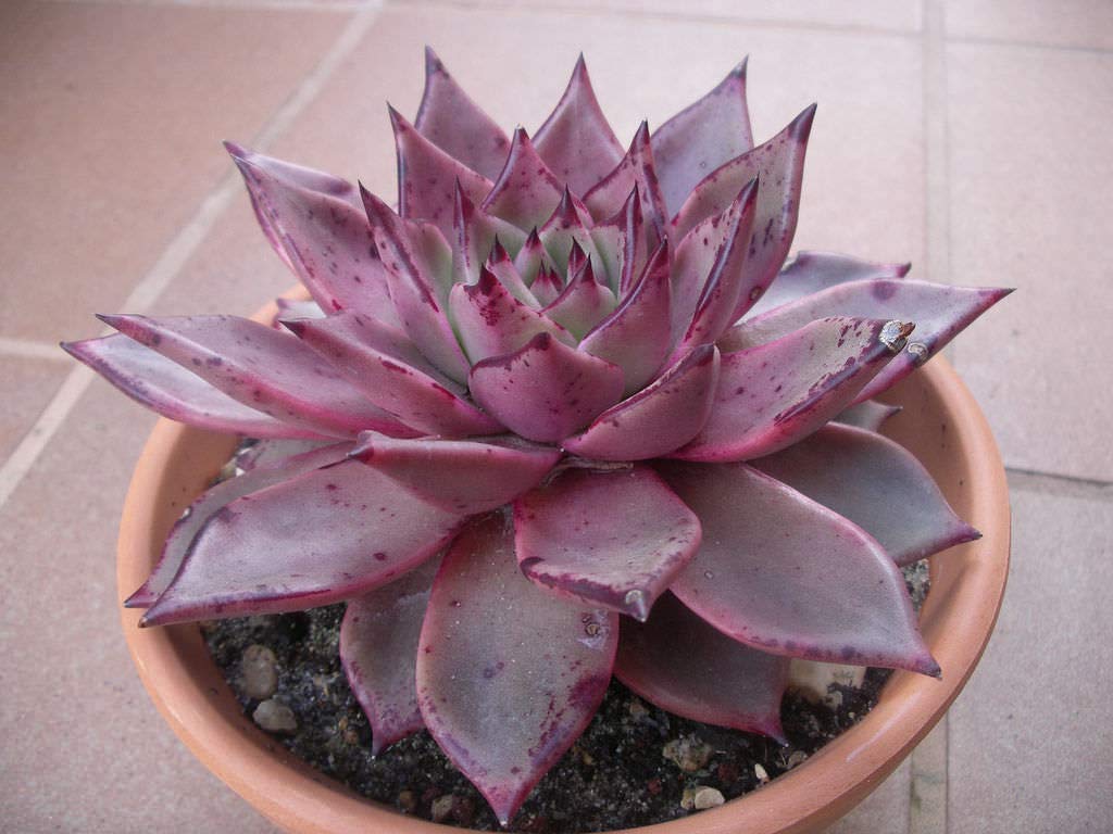 Echeveria Agavoides Romeo (Very Tiny) Seeds - 10seeds