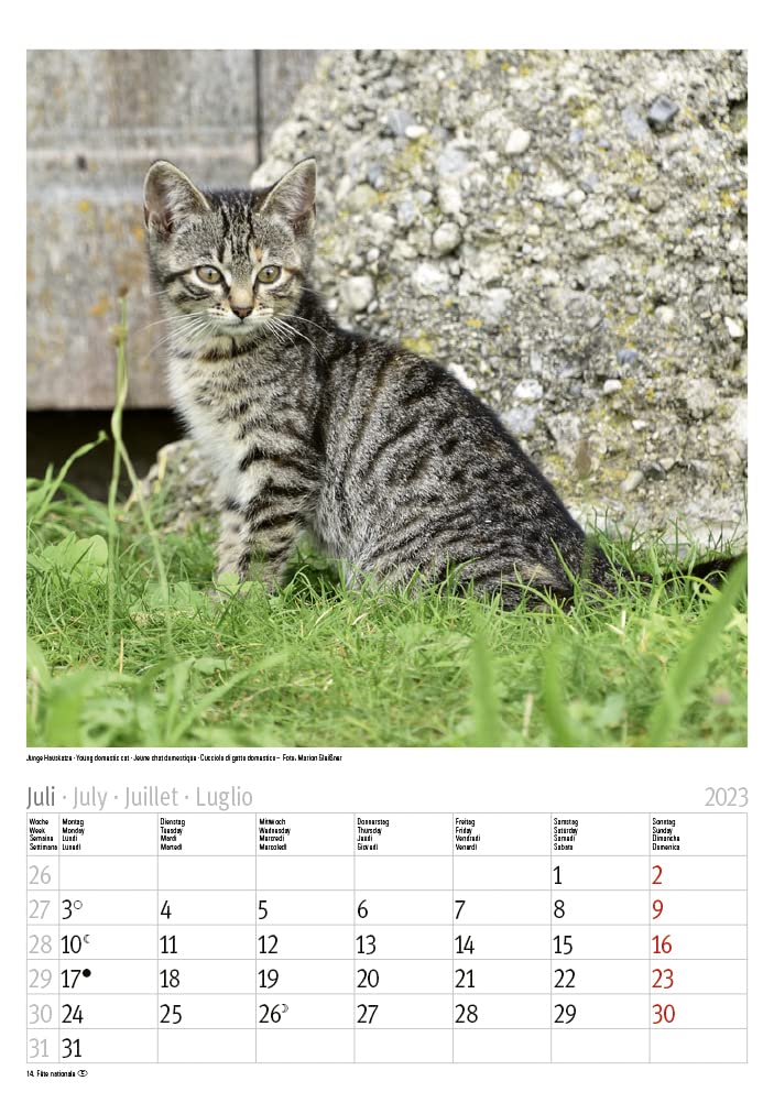 Katzen 2023