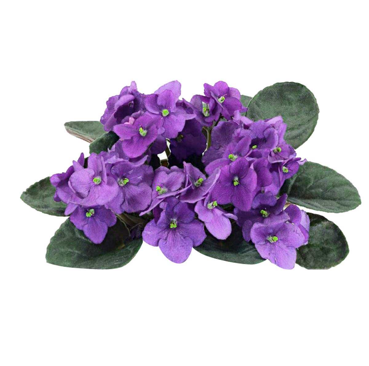 Futaba African Violet Flower Seeds-100PCS (B07RSX5ZN1) Amazon Price History, Amazon Price Tracker