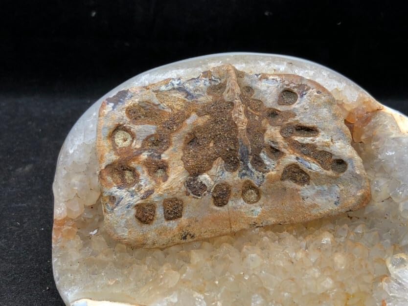 Jurassic Ancient Giant Beast Armor Fossils from the Ice Age