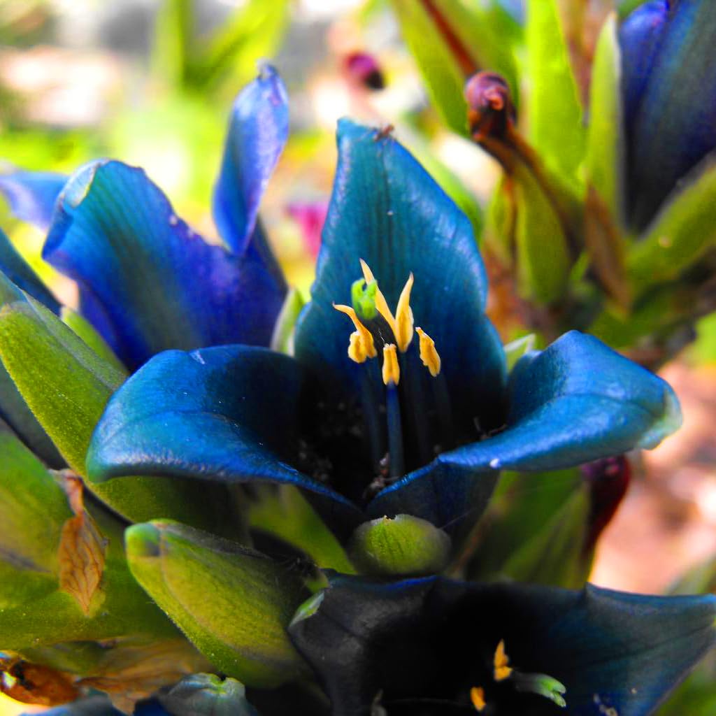 Sapphire Tower 'Puya Alpestris' Flower Seeds - 10 Rare Fresh Seeds