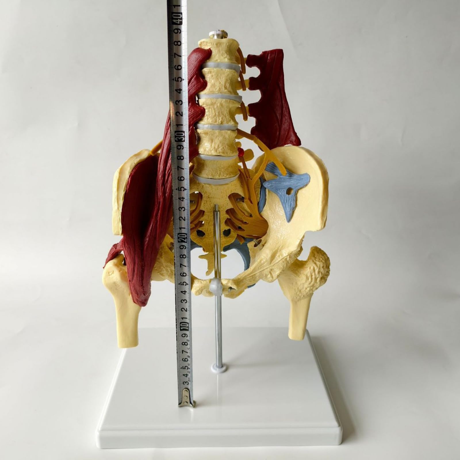 Proporzione adulta colonna lombare con muscoli e muscoli pelvici modello colonna vertebrale e modello scheletrico pelvico per educazione medica