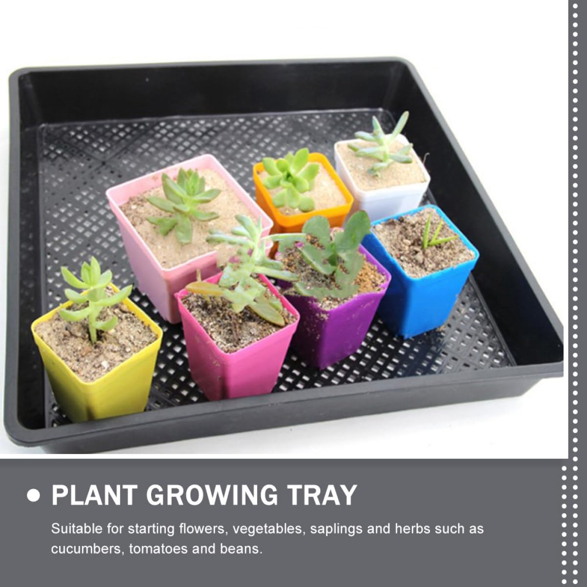 Mipcase Bandeja Cuadrada para Germinación 42X42X5.5 CM Set 5 Piezas Negras, Resistente y Reutilizable para Vivero, Cultivo de Suculentas y Siembra Segura en Casa
