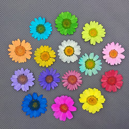30 piezas de flores secas naturales Chrysanthemum multicaule 2.5-3cm miniatura 5