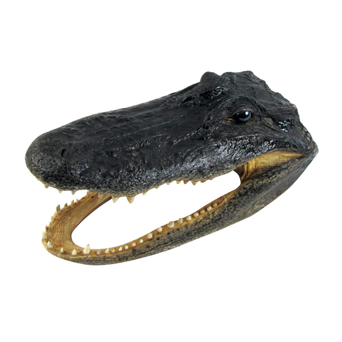 ワニの剥製 Yahoo!オークション - ワニ 鰐 剥製