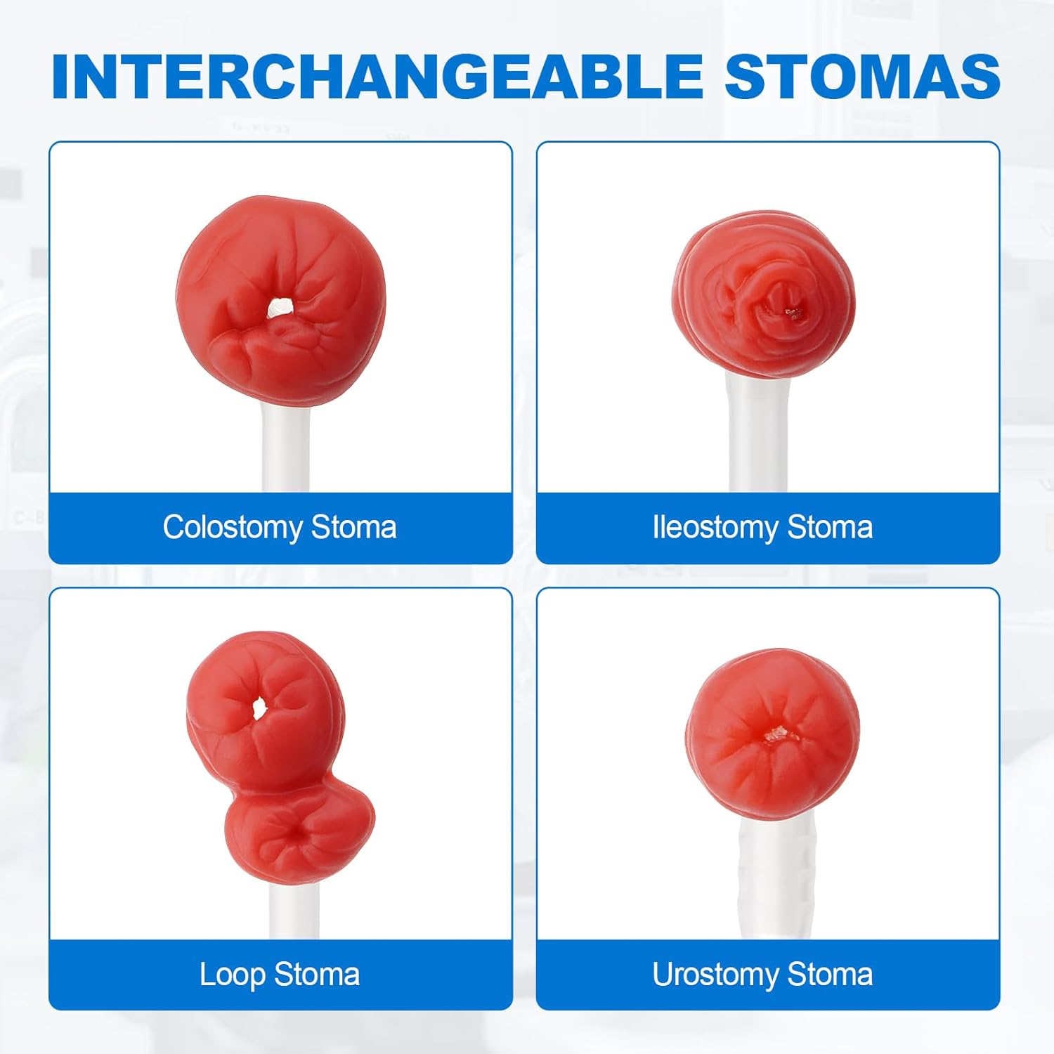 PER4MANCE Wearable Ostomy Care Model with 4 Types of Stoma: Adjustable Belt and Realistic Excretion Accessories Ideal for Education and Training