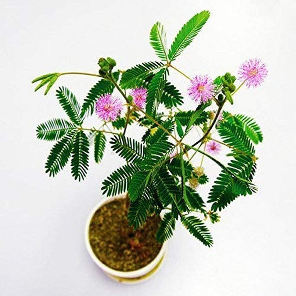 Cloud Farm Shami Patra (Lucky & Vastu) Live Plant CF_26 (B0BHS7YRMX) Amazon Price History, Amazon Price Tracker