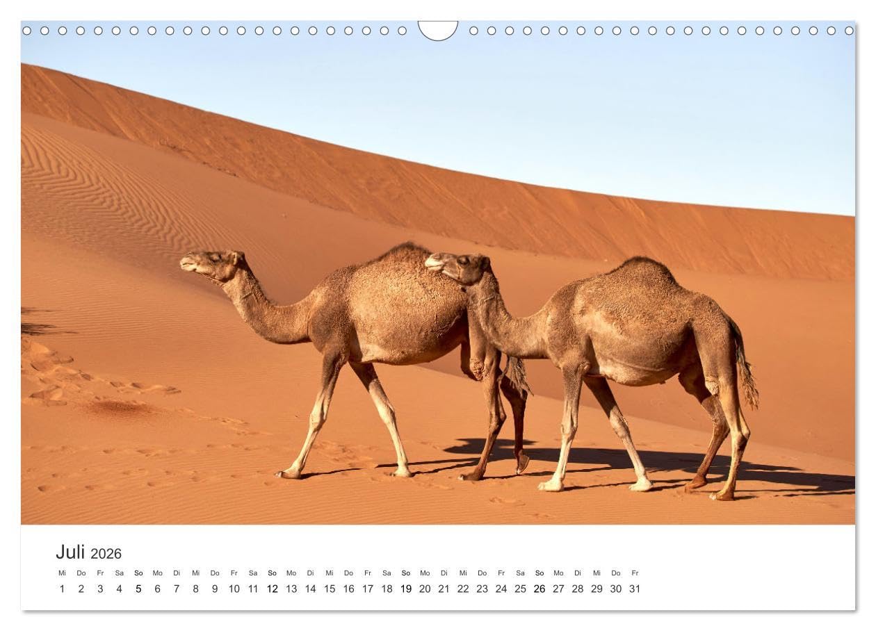 Kamele - die wahren Überlebenskünstler der Wüste. (Wandkalender 2026 DIN A3 quer), CALVENDO Monatskalender: Die geheimnissvollen Tiere der Wüste. (CALVENDO Orte)