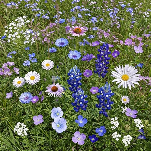 Image of Ferry-Morse Cool Colors Bulk Wildflower Seeds, 200,000+, 1 lb