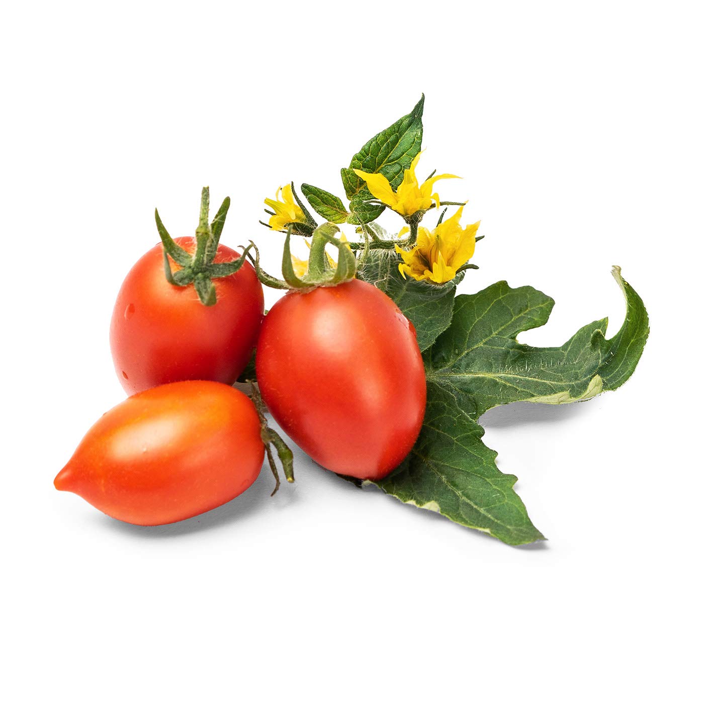 Veritable Lingot Mini Tomate Rouge