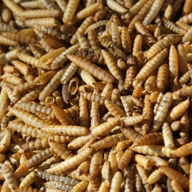 Soldatenfliegenlarven Getrocknet 10kg - Black Soldier Fly - Energiereiches Futter für Vögel, Fische, Nager & Reptilien
