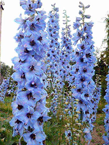 Sky Blue Delphinium Tall Seeds About 30 Seeds 6Lx3W #TOP5