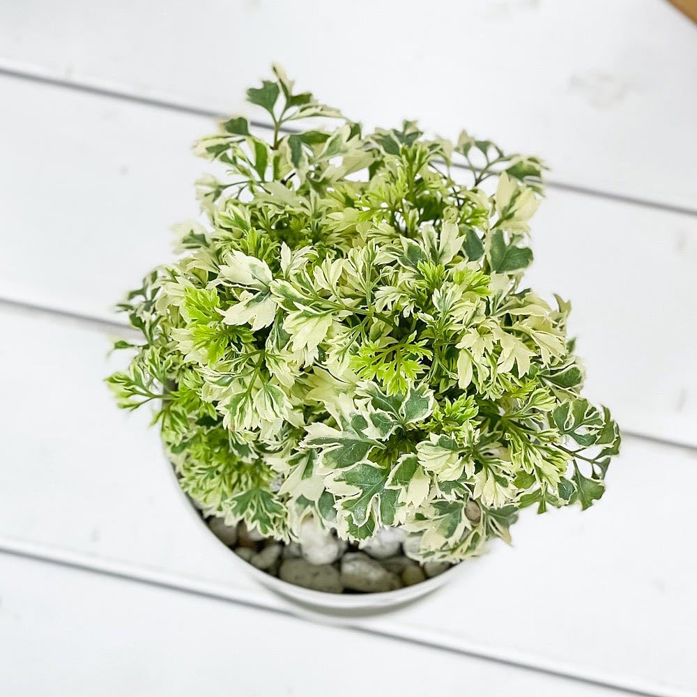 P.'F405'  Princess スノープリンセス　ビカクシダ P.Pewchan Snow princess F401 【artPLANTs/PLANTS GARAGE