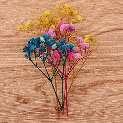 Flores y hojas secas prensadas naturales para manualidades miniatura 6