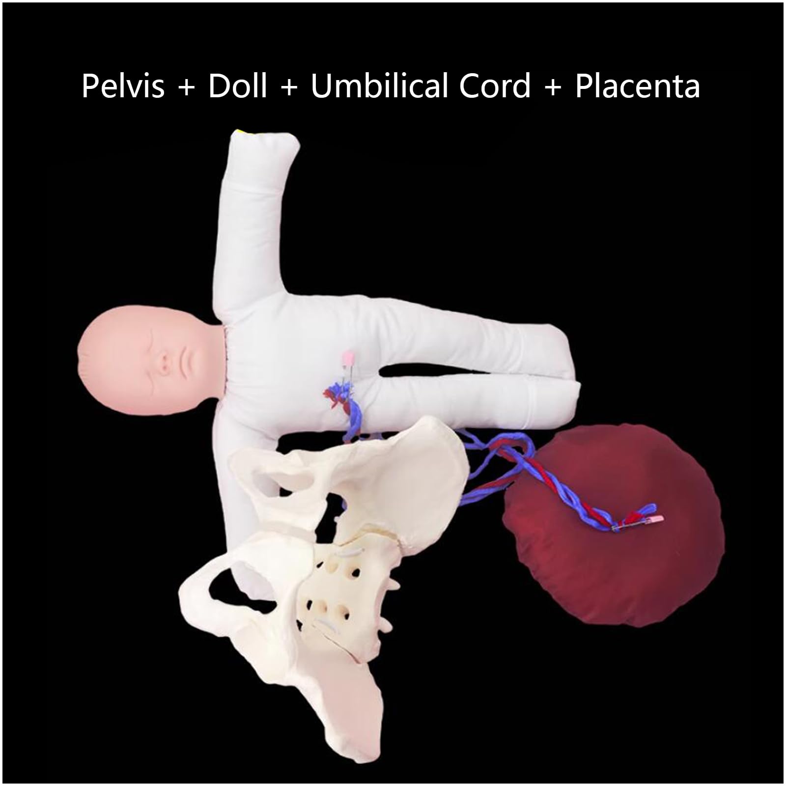 Model Anatomiczny Urodzeniowy Miednicy - Działający Model Miednicy Z Dzieckiem - Model Anatomiczny Kobiety, Model Kości Biodrowej Model Miednicy Żeński Model Anatomiczny