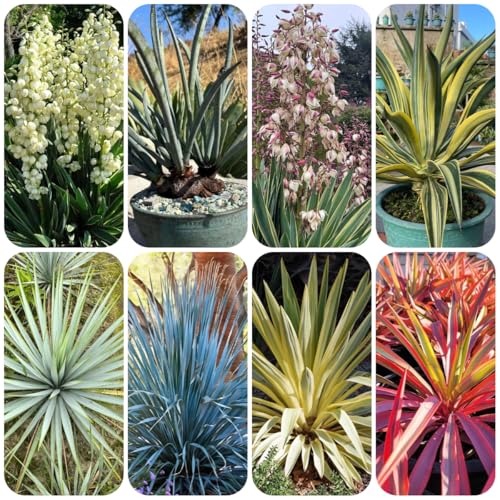 semi resistenti di giglio di palma, arbusti ti resistenti yucca filamentosa, siepi arbusti all'esterno per il giardino rare da balcone per luoghi 100pcs