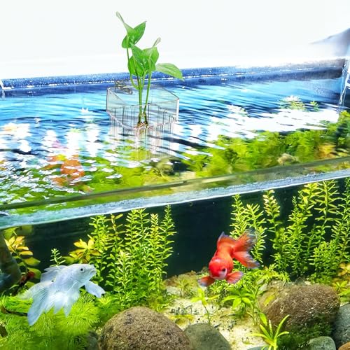 Image of Lawei 8 Pack Acrylic Aquarium Plant Holder, Clear Hanging Aquatic Plant Pot with Hole, Top Aquarium Plant Fish Tank Plant Cup for Water Feature Decoration, Wall-Mounted Plastic Aquatic Plant Baskets