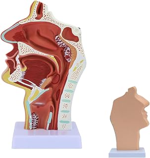 Nasal Oral Cavity Throat Model - Human Lesion Nasopharynx Laryngopharyngeal Nasal Cavity, Oral Cavity, Pharynx, Larynx, Anatomical Model - Show The Pathological Features of Rhinitis Polyps Tonsillitis
