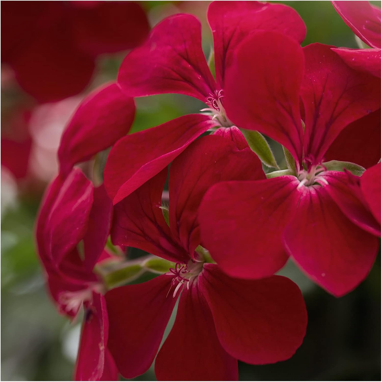 Trailing Geranium Happy Face Dark Red 6 Starter PlantsGeraniums