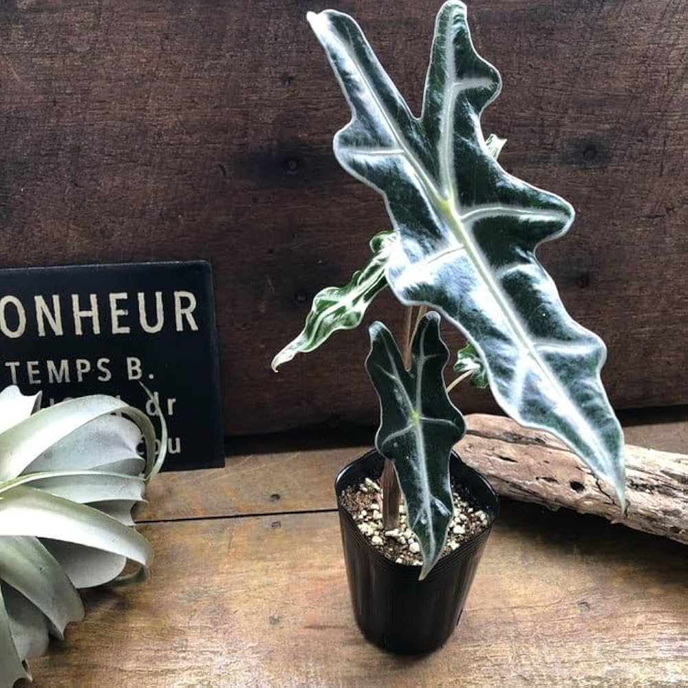 あんそら　ブリガミア インシグニ＋アロカシア サンデリアナ ノビリス あんそら様専用 ブリガミア インシグニ＋アロカシア