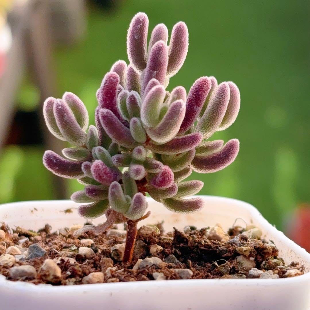 Amazon.co.jp: 種 瑠璃 抜き苗 ドロサンテマム 5cm鉢 多肉植物 : DIY