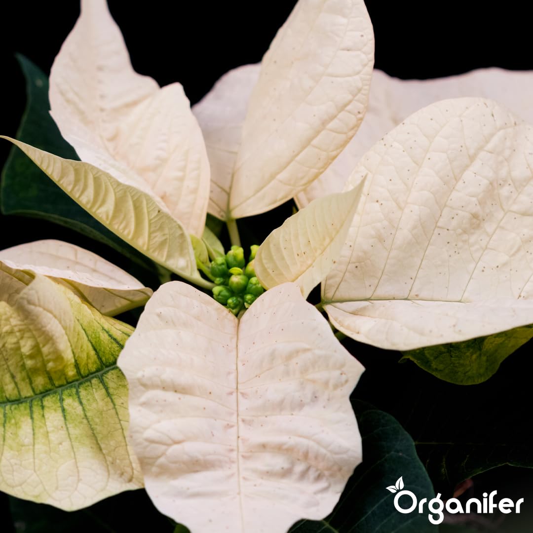 Poinsettia Nawóz Organiczny Do Kwiatów - 5x1L - NPK 2-1-8 | Zdrowe Liście - Silne Korzenie I Wysoka Plonność - Organifer