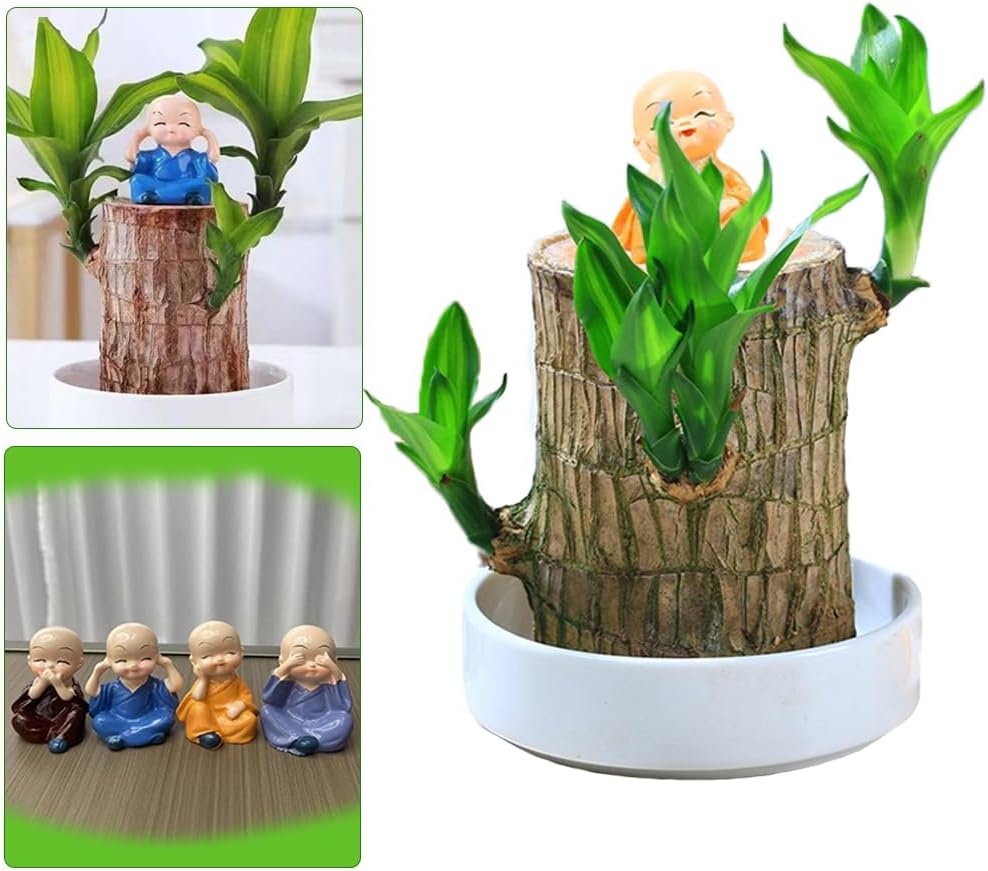 Mini Brazil Lucky Wood, Indoor Office Desktop Plant