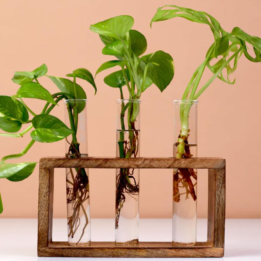 Lazy Gardener Timber Grove Wooden Test Tube Planter for Home Décor | Test Tube Plant Holder with Stand | Propagation Vase & Planter for Living Room & Office