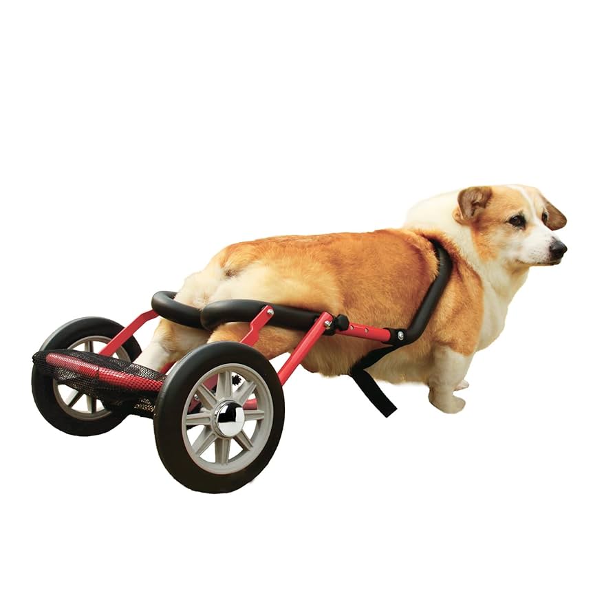 Amazon | PaletteLife パレットライフ 犬用車椅子 ドッグ