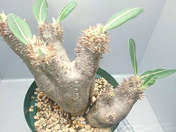 パキポディウム エニグマティクム (エニグマチカム) 現地球 Amazon.co.jp: 2頭 パキポディウム エニグマチカム 現地球 発根