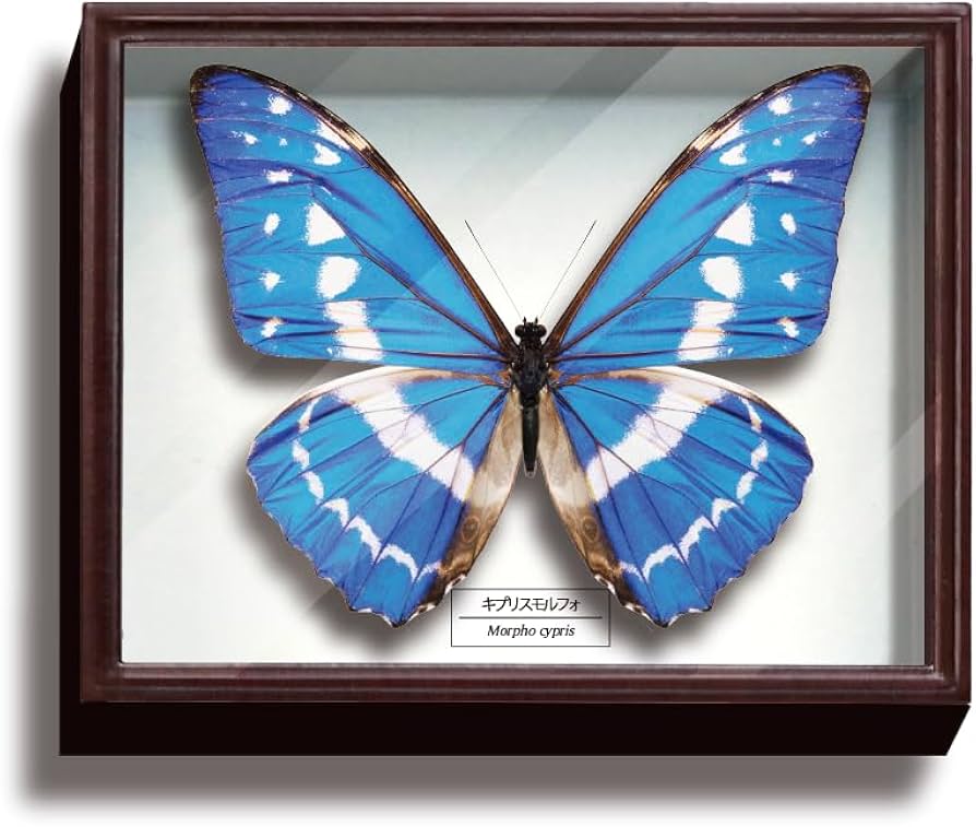 Amazon.co.jp: サイエンステクニカラー STC ドイツ箱マグネット