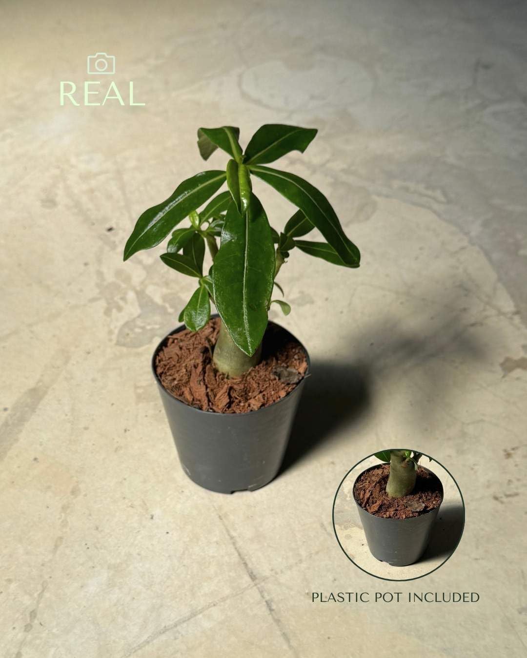 PUR PLANT | Baobab Adenium ansu | Plantas naturales interior con elegancia escultórica | Plantas naturales exterior resistentes | Maceta de Ø12 cm