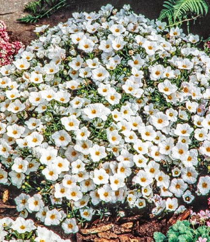 BALDUR Garten Bodendecker winterharte Bergsandblume, 3 Pflanzen Arenaria montana Sandkraut Steingarten, Polsterstaude, Bodendecker, winterharte Stauden mehrjährig, blühend