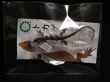 Amazon.co.jp: ネイチャーテクニカラー トカゲとヤモリ ニホントカゲ