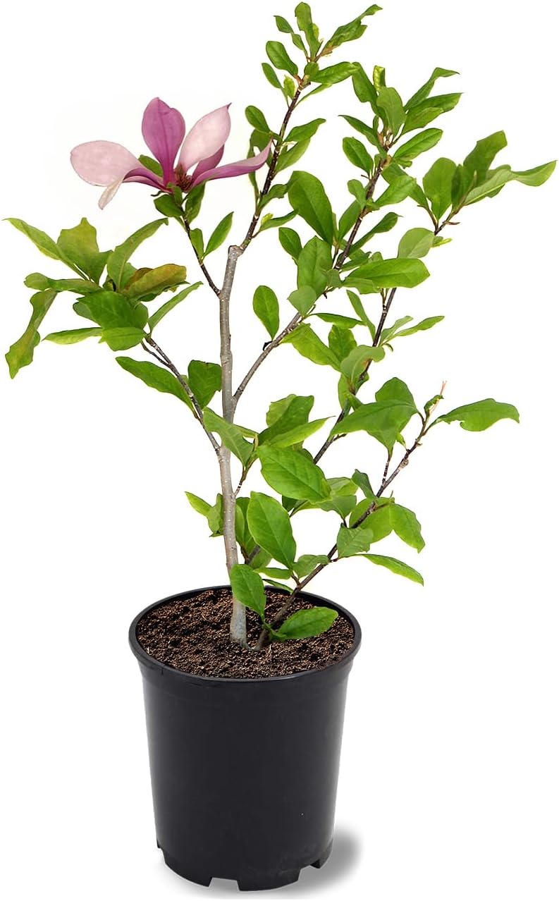American Plant Exchange Japanese Alexandrina Magnolia Tree, 1 Gallon Pot, 1-1.5ft Tall, Live Outdoor Landscape Garden Plant, Large, Pink-Purple Flowering Blooms, Easy to Care