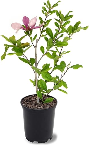 Miniatura 4 de American Plant Exchange Southern Sweetbay - Árbol de magnolia, 1 galón de 1-1.5 pies de alto, planta de jardín de paisaje al aire libre, fragante,
