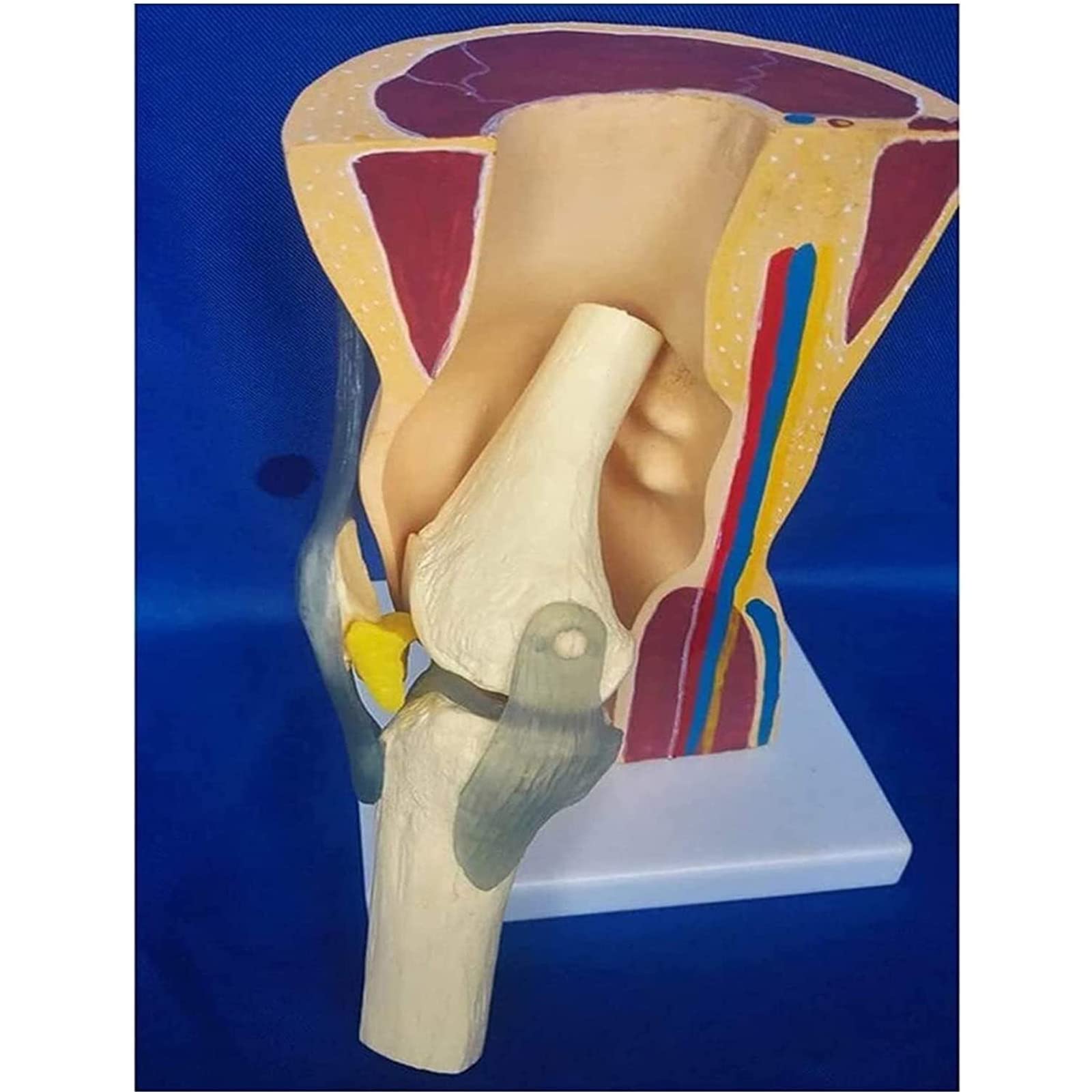 Modele dydaktyczne z zakresu biologii, Model anatomiczny mięśni szkieletowych z więzadłami do nauki i prezentacji. organu medycznego