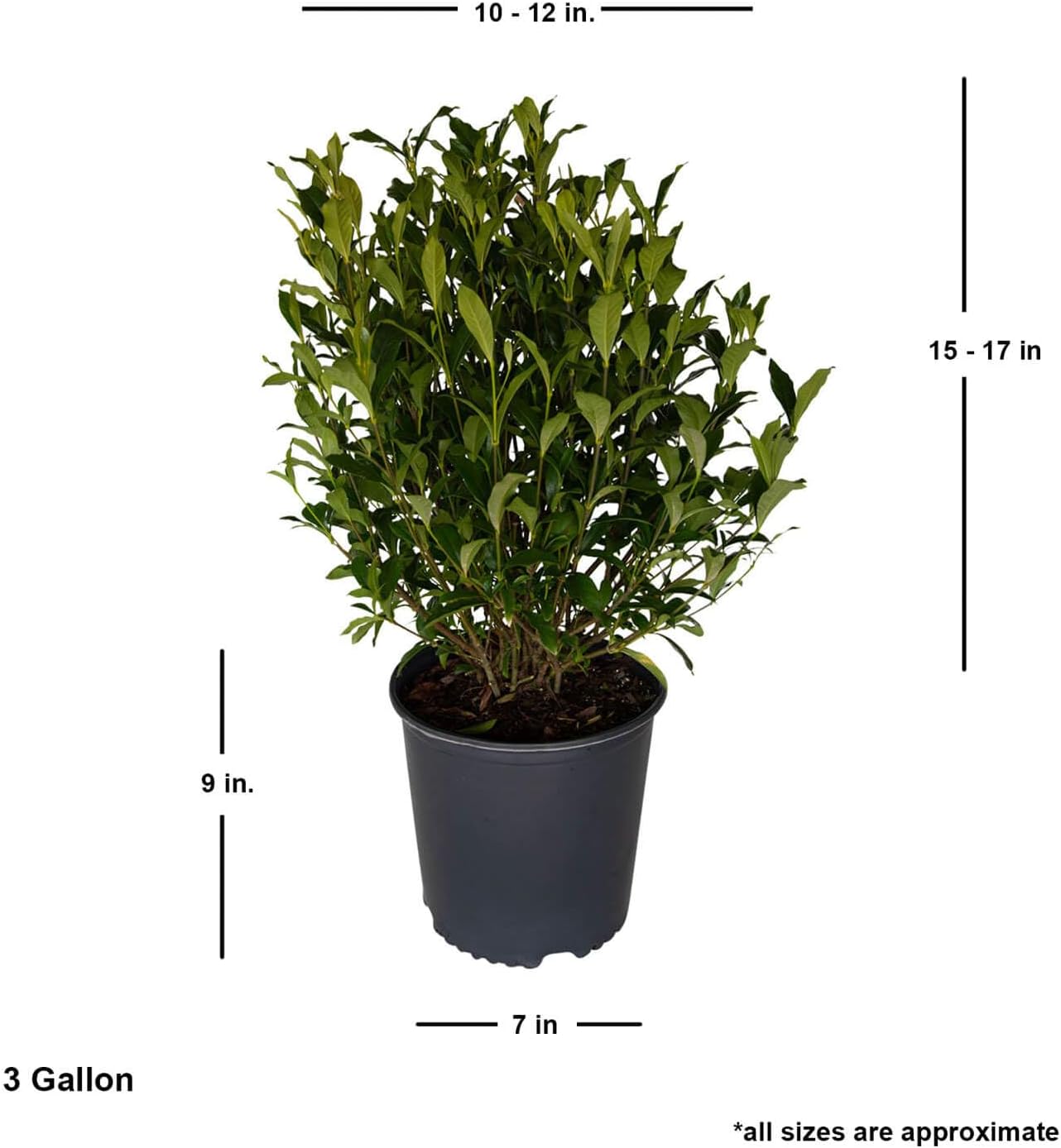 August Beauty Gardenia (2.5 Gallon) White Blooming Evergreen Shrub - Full Sun Live Outdoor Plant
