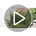 Christmas Cedar Garland Artificial Realistic Green Faux Real Touch Winter Pine Garland for Mantle Fireplace Wall Table Indoor Outdoor Decoraiton 6FT