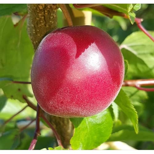Biricoccolo - Susincocco albero da frutto intermedio tra susino ed albicocco