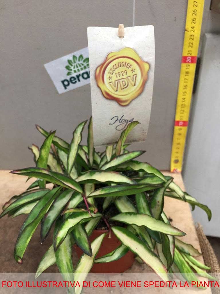 1 plante de Hoya Wayetii Tricolor Fleur de cire Vase 12 MPerenni